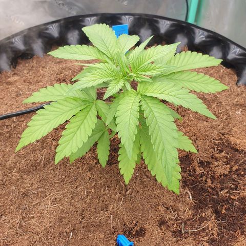 MAC1 1# growlog timeline photo