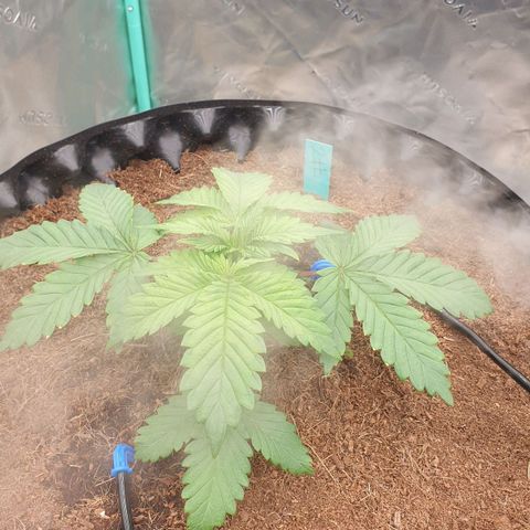 MAC1 2# growlog timeline photo