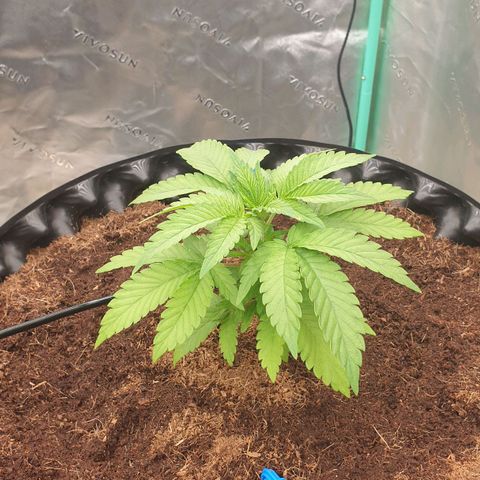 MAC1 1# growlog timeline photo