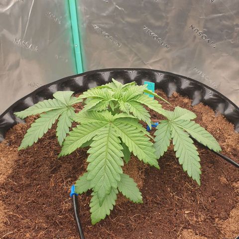 MAC1 2# growlog timeline photo