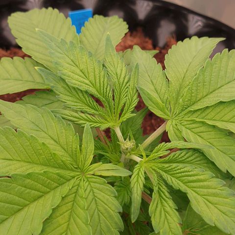 MAC1 1# growlog timeline photo