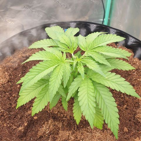 MAC1 1# growlog timeline photo