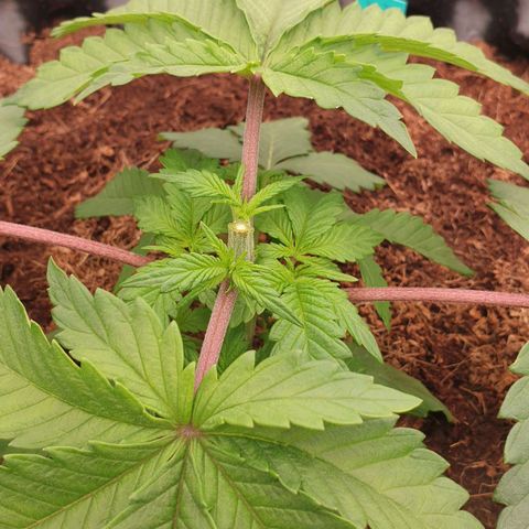 MAC1 2# growlog photo: Heute getoppt