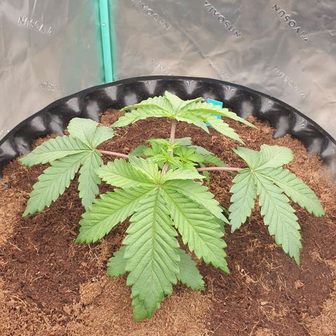 MAC1 2# growlog photo: Heute getoppt