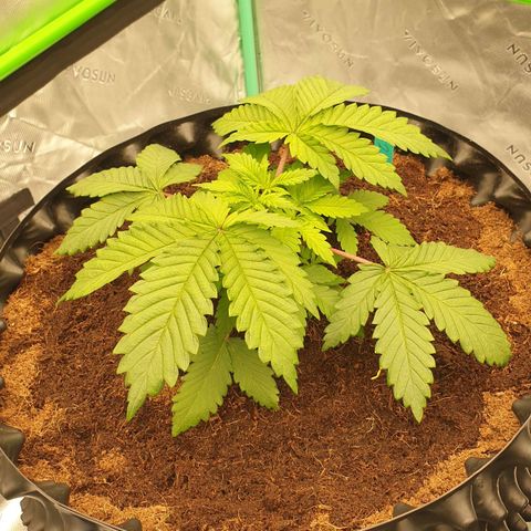 MAC1 2# growlog timeline photo