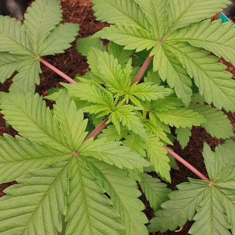 MAC1 2# growlog timeline photo