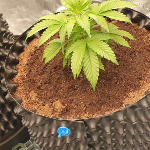 MAC1 1# growlog timeline photo