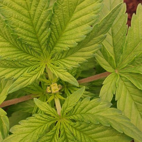 MAC1 1# growlog timeline photo