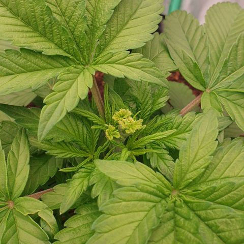 MAC1 1# growlog timeline photo