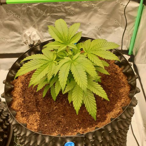MAC1 1# growlog timeline photo