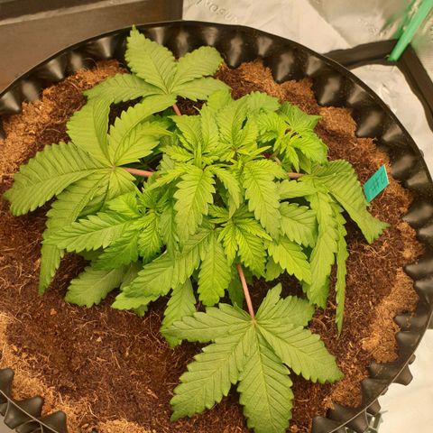 MAC1 2# growlog timeline photo