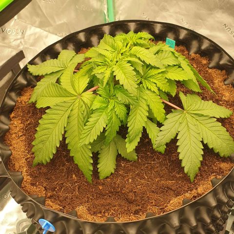 MAC1 2# growlog timeline photo