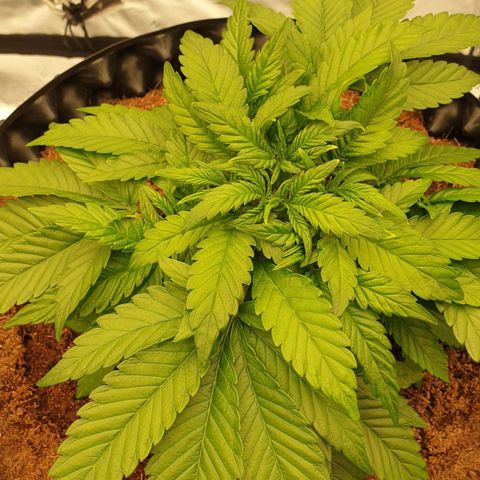 MAC1 1# growlog timeline photo