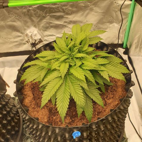 MAC1 1# growlog timeline photo