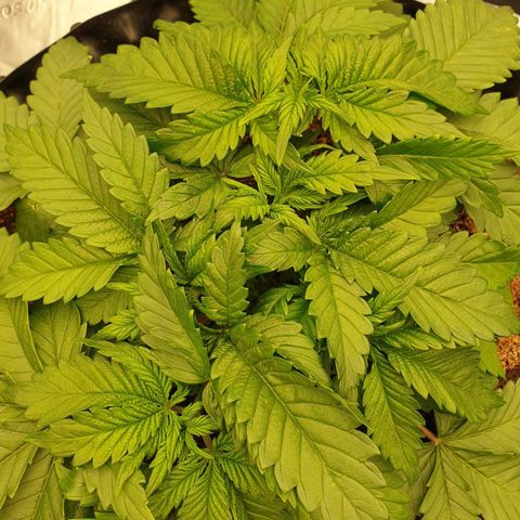 MAC1 2# growlog timeline photo