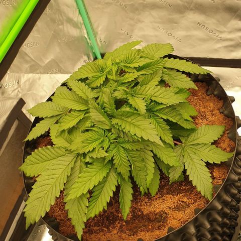 MAC1 2# growlog timeline photo