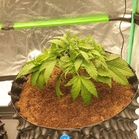 MAC1 1# growlog timeline photo