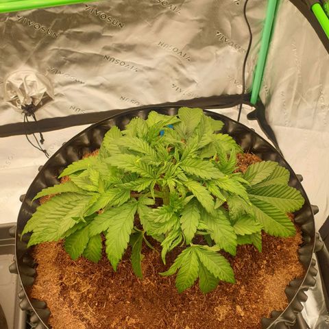 MAC1 1# growlog timeline photo