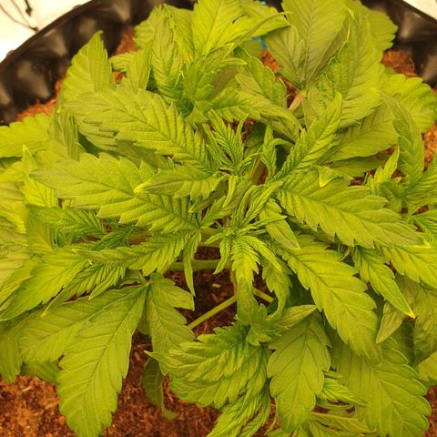 MAC1 1# growlog timeline photo