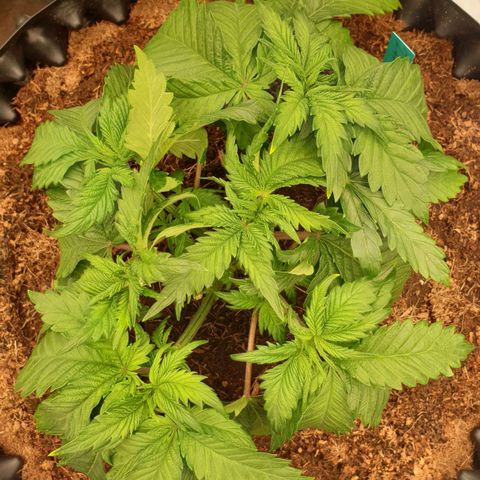 MAC1 2# growlog timeline photo