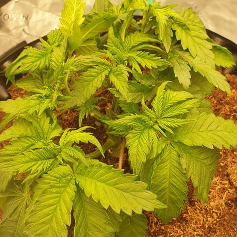 MAC1 2# growlog timeline photo