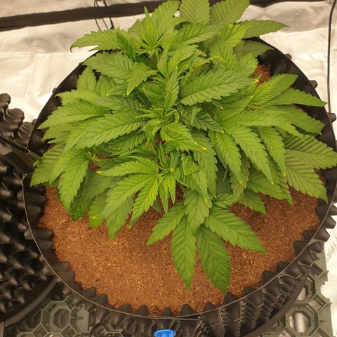 MAC1 1# growlog timeline photo