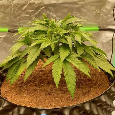 MAC1 1# growlog timeline photo