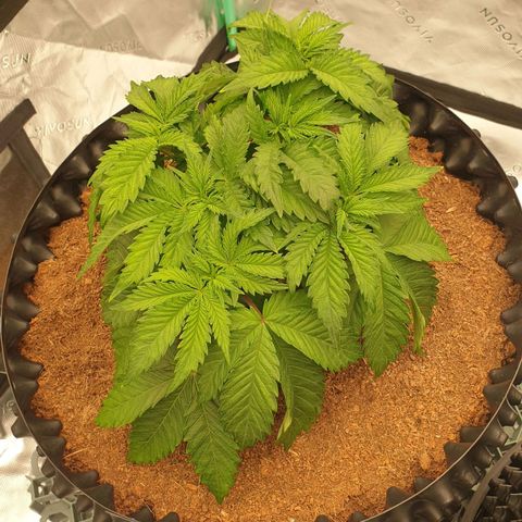 MAC1 2# growlog timeline photo