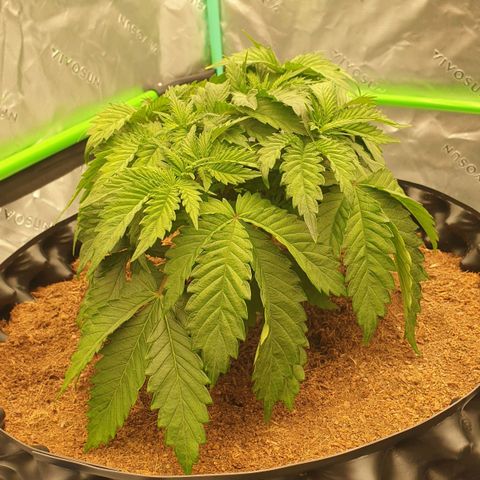 MAC1 2# growlog timeline photo