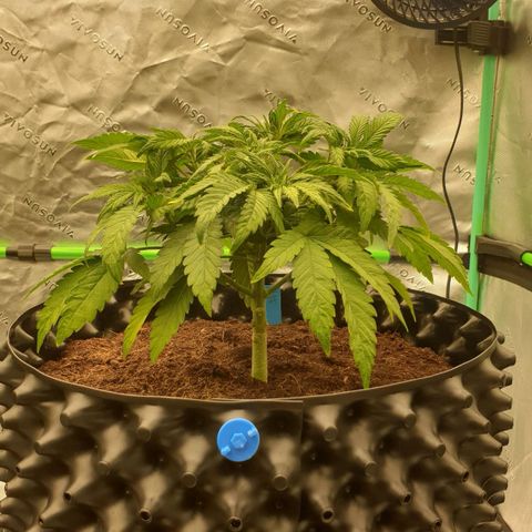 MAC1 1# growlog timeline photo