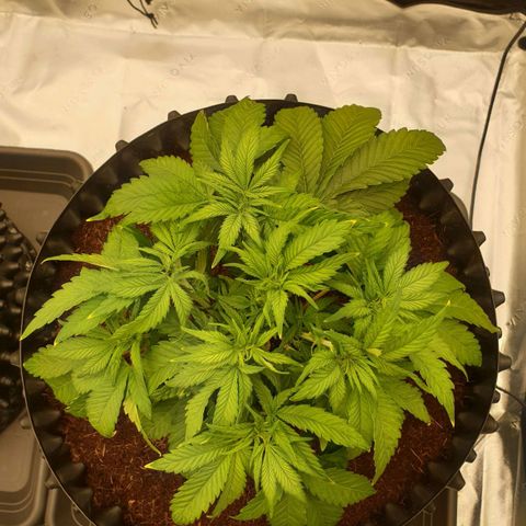 MAC1 1# growlog timeline photo