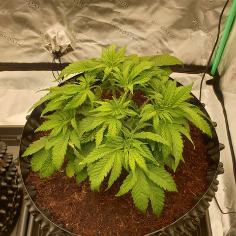 MAC1 1# growlog timeline photo