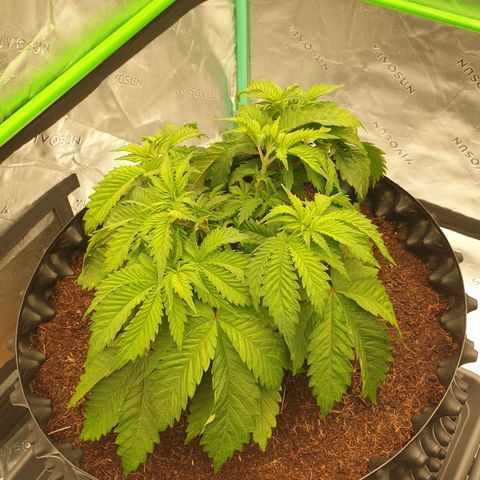 MAC1 2# growlog timeline photo