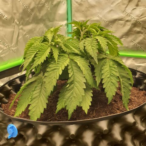 MAC1 2# growlog timeline photo