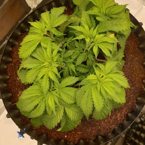 MAC1 2# growlog timeline photo