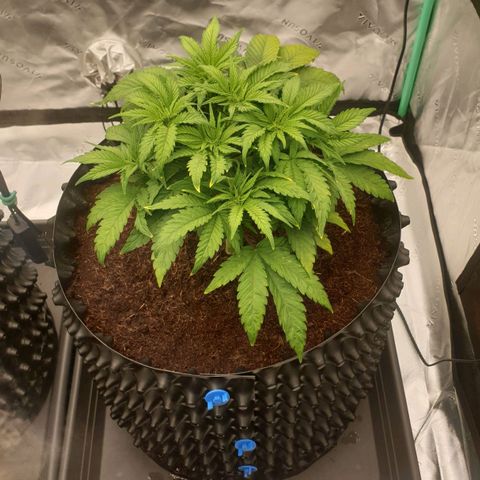 MAC1 1# growlog timeline photo