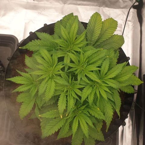 MAC1 1# growlog timeline photo