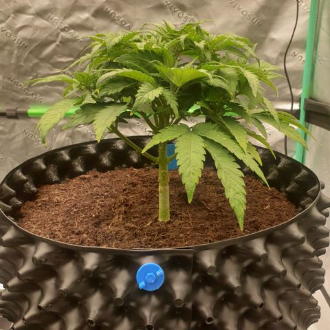 MAC1 1# growlog timeline photo