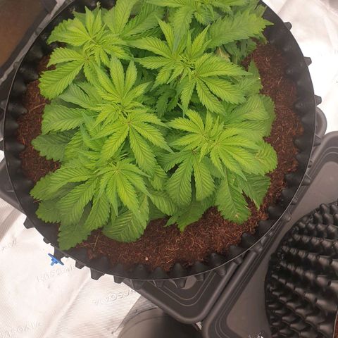 MAC1 2# growlog timeline photo
