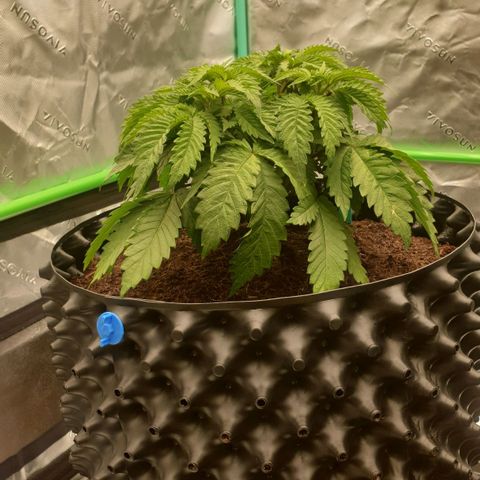 MAC1 2# growlog timeline photo