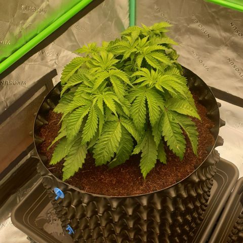 MAC1 2# growlog timeline photo