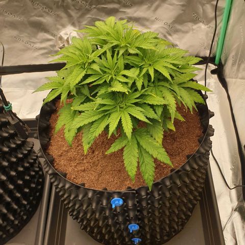 MAC1 1# growlog timeline photo