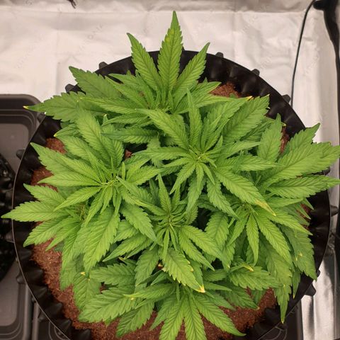 MAC1 1# growlog timeline photo
