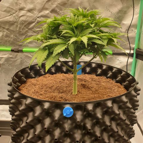 MAC1 1# growlog timeline photo