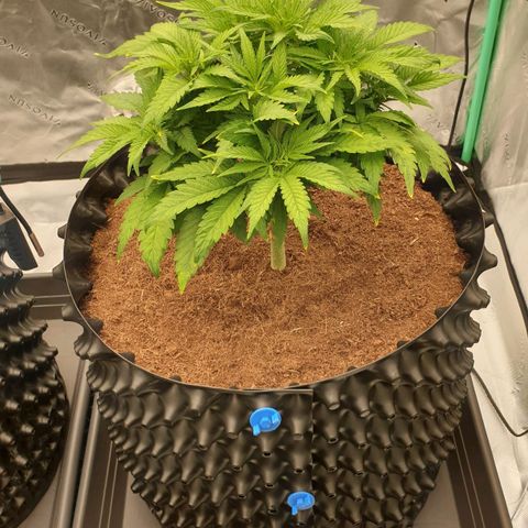 MAC1 1# growlog timeline photo