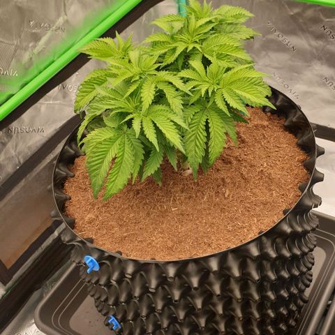 MAC1 2# growlog timeline photo