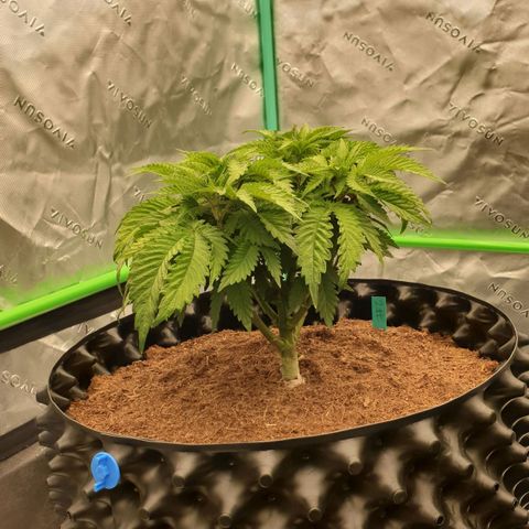 MAC1 2# growlog timeline photo
