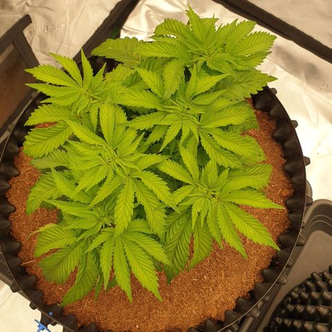 MAC1 2# growlog timeline photo