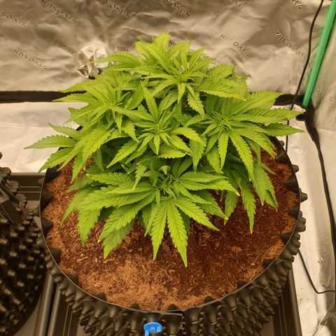 MAC1 1# growlog timeline photo