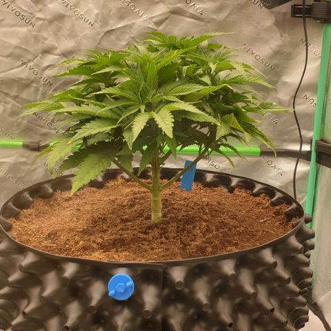MAC1 1# growlog timeline photo